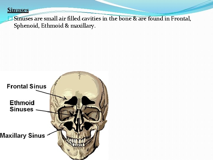 Sinuses � Sinuses are small air filled cavities in the bone & are found