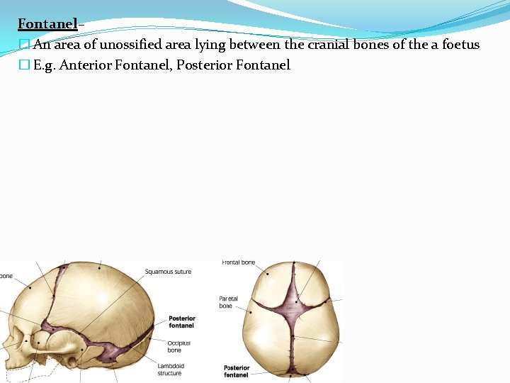 Fontanel– � An area of unossified area lying between the cranial bones of the