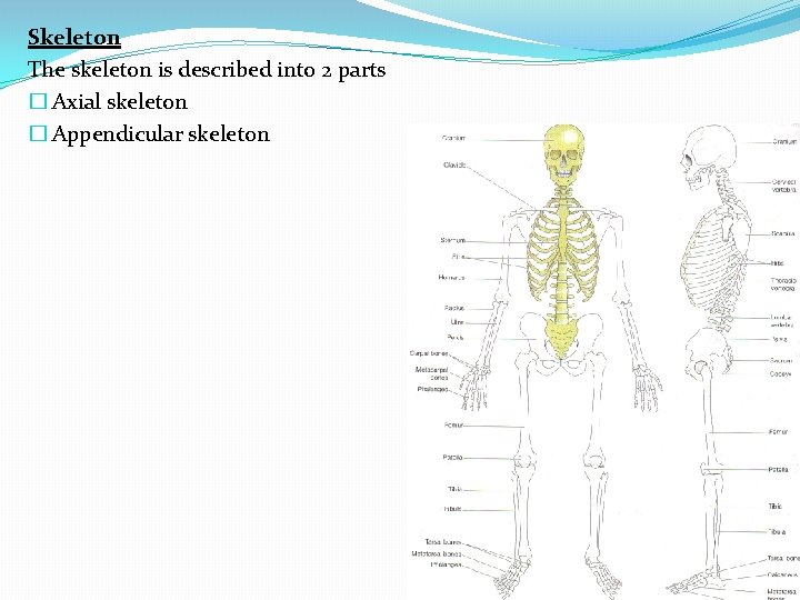 Skeleton The skeleton is described into 2 parts � Axial skeleton � Appendicular skeleton
