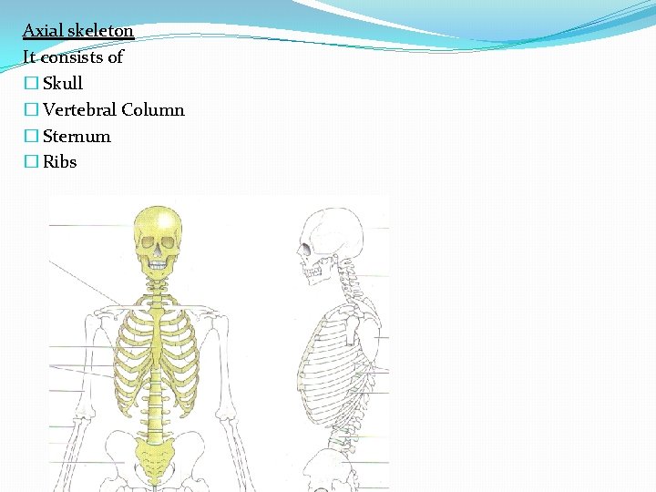 Axial skeleton It consists of � Skull � Vertebral Column � Sternum � Ribs