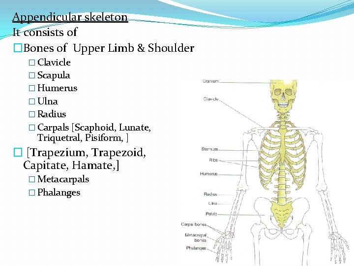 Appendicular skeleton It consists of �Bones of Upper Limb & Shoulder � Clavicle �