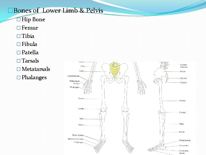 �Bones of Lower Limb & Pelvis � Hip Bone � Femur � Tibia �