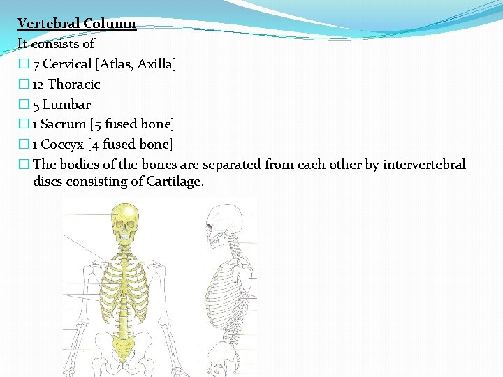 Vertebral Column It consists of � 7 Cervical [Atlas, Axilla] � 12 Thoracic �