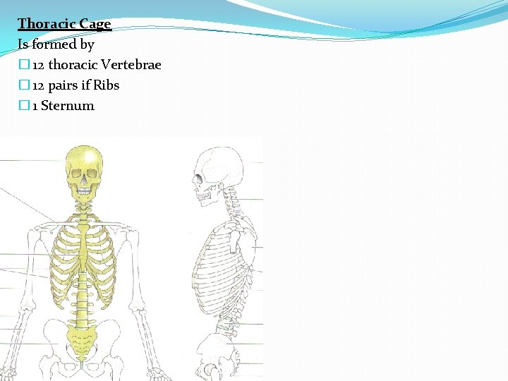 Thoracic Cage Is formed by � 12 thoracic Vertebrae � 12 pairs if Ribs