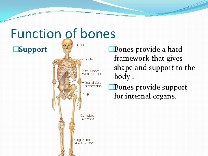 Function of bones �Support �Bones provide a hard framework that gives shape and support