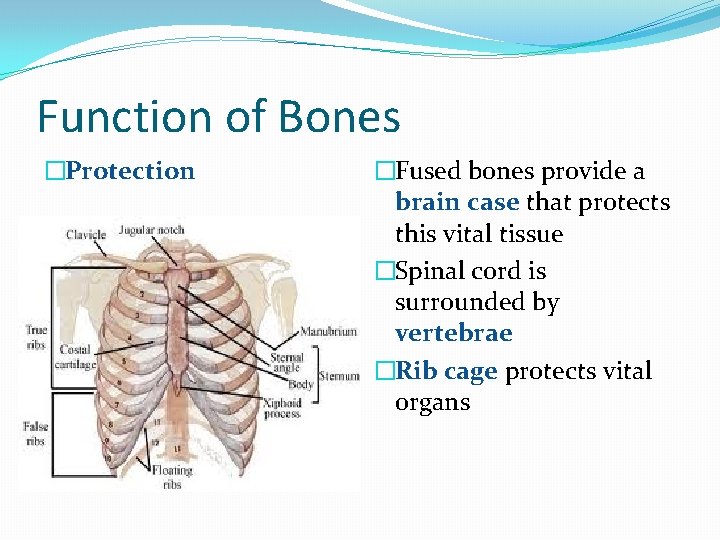 Function of Bones �Protection �Fused bones provide a brain case that protects this vital