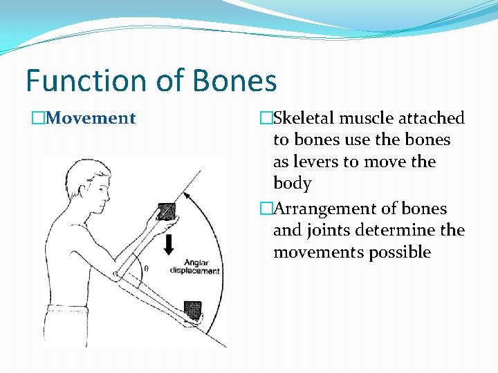 Function of Bones �Movement �Skeletal muscle attached to bones use the bones as levers