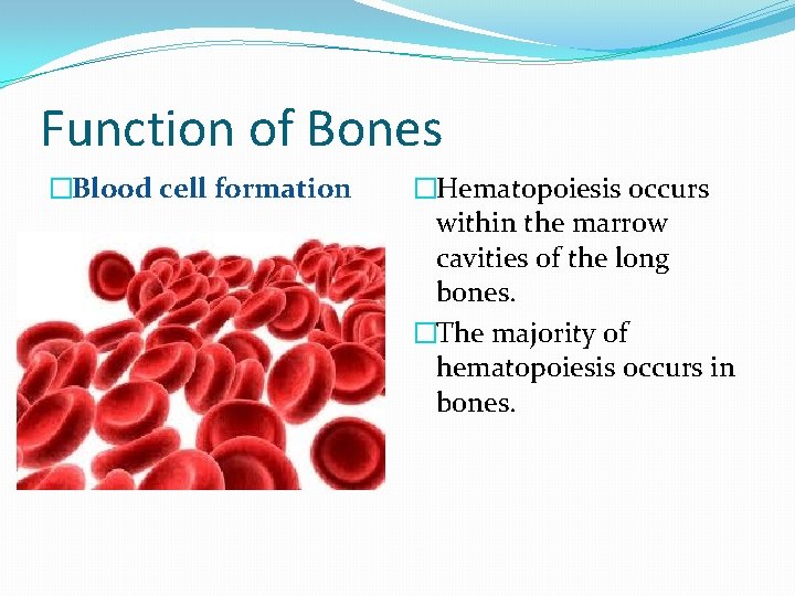 Function of Bones �Blood cell formation �Hematopoiesis occurs within the marrow cavities of the