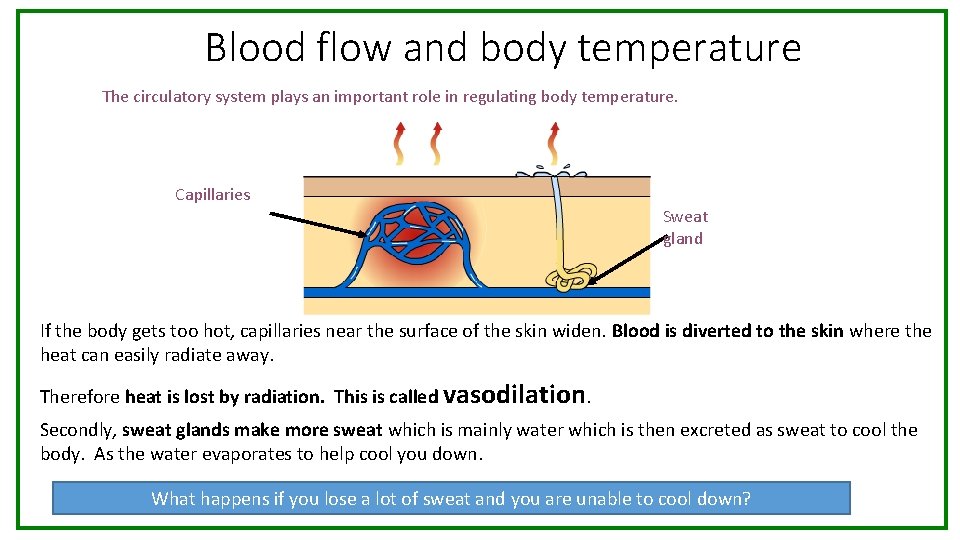 Blood flow and body temperature The circulatory system plays an important role in regulating