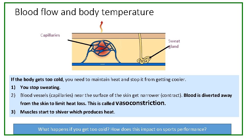 Blood flow and body temperature Capillaries Sweat gland If the body gets too cold,