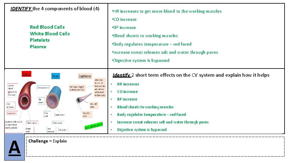 IDENTIFY the 4 components of blood (4) 2 long term effects CV system and