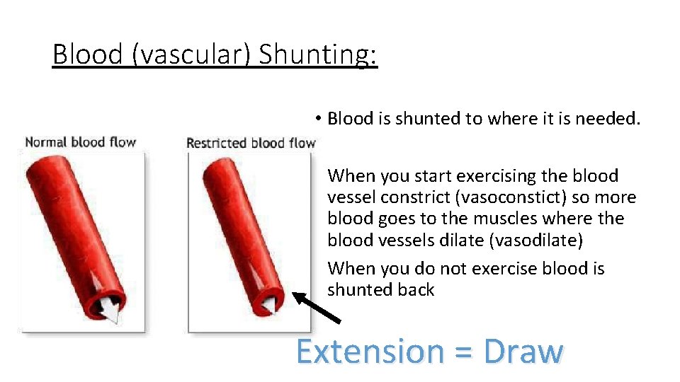 Blood (vascular) Shunting: • Blood is shunted to where it is needed. • When