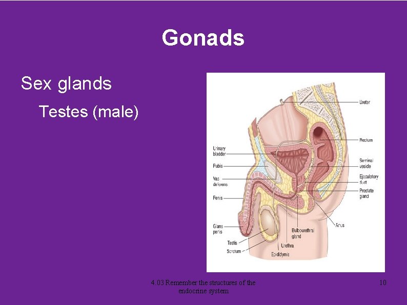 Gonads Sex glands Testes (male) 4. 03 Remember the structures of the endocrine system