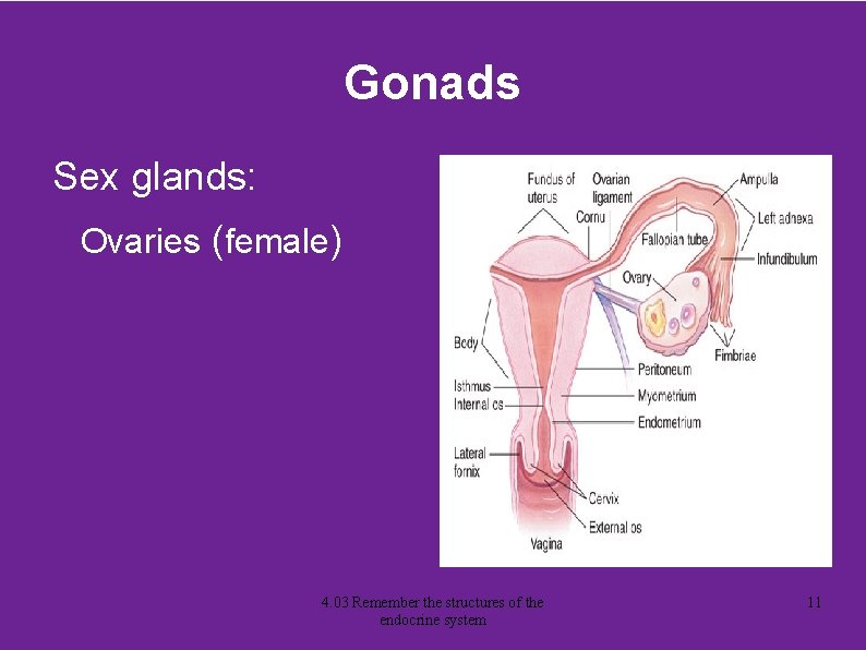 Gonads Sex glands: Ovaries (female) 4. 03 Remember the structures of the endocrine system