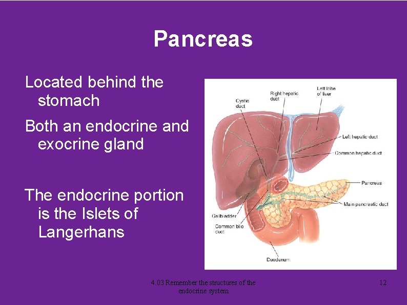 Pancreas Located behind the stomach Both an endocrine and exocrine gland The endocrine portion