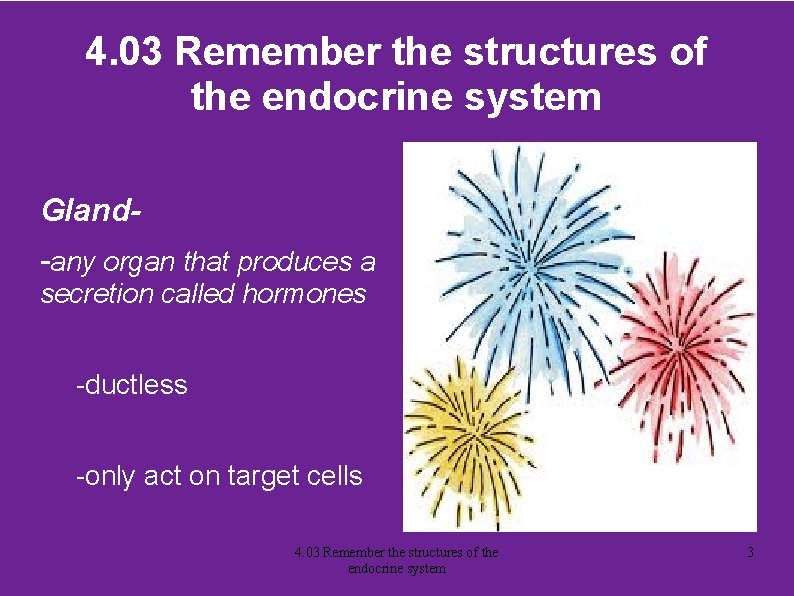 4. 03 Remember the structures of the endocrine system Gland-any organ that produces a