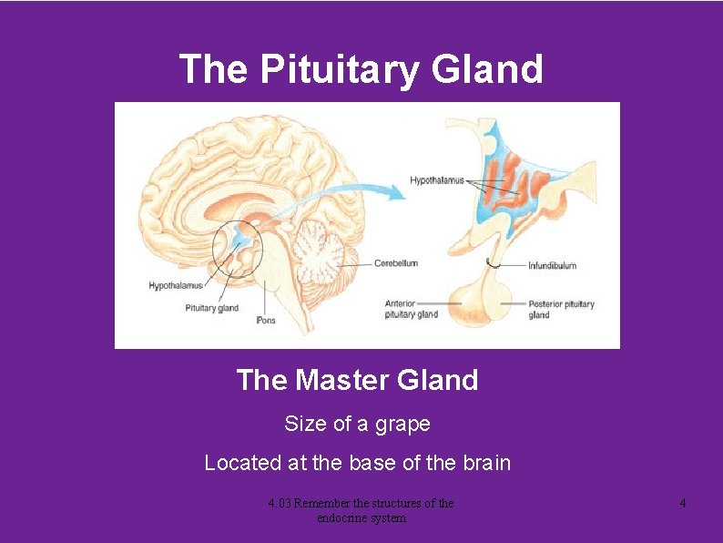 The Pituitary Gland The Master Gland Size of a grape Located at the base