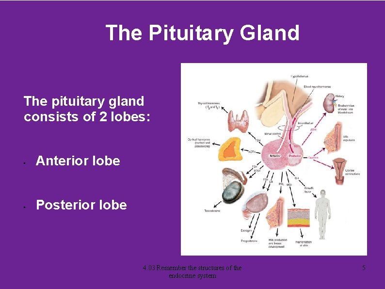 The Pituitary Gland The pituitary gland consists of 2 lobes: • Anterior lobe •