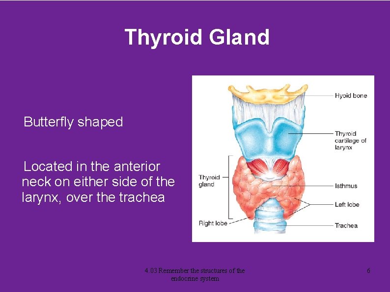 Thyroid Gland Butterfly shaped Located in the anterior neck on either side of the