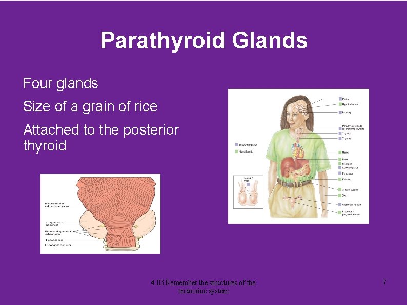 Parathyroid Glands Four glands Size of a grain of rice Attached to the posterior
