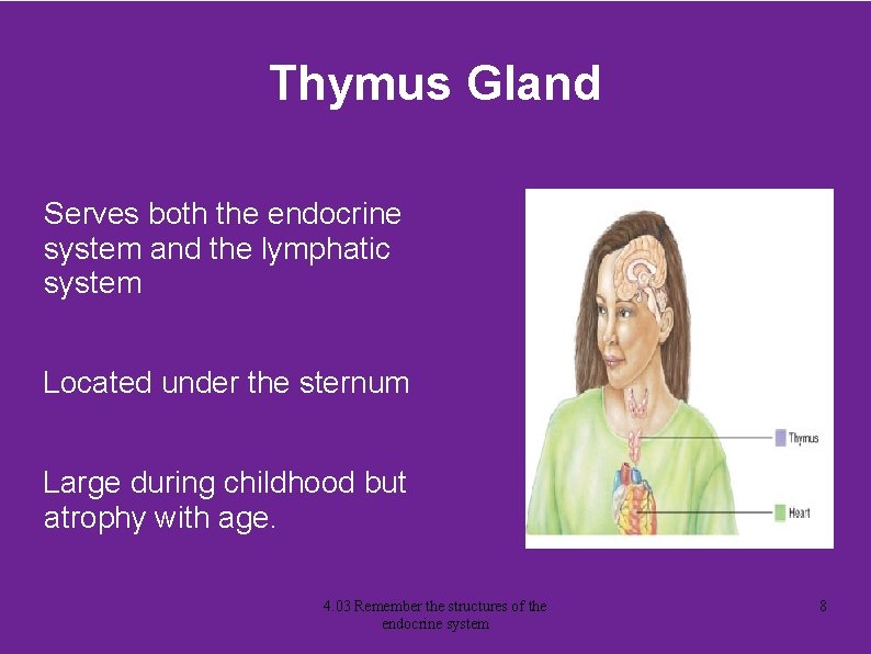 Thymus Gland Serves both the endocrine system and the lymphatic system Located under the