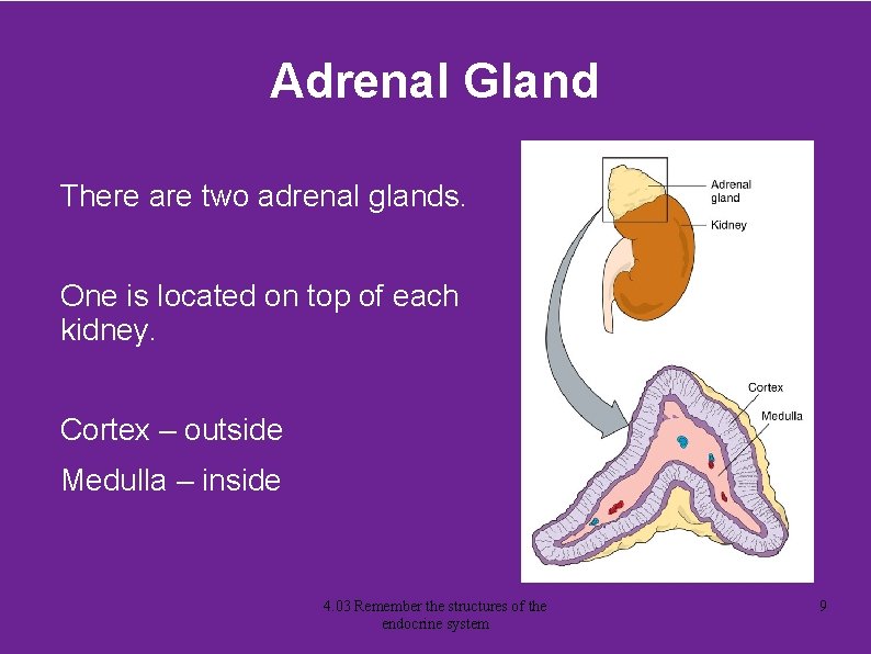 Adrenal Gland There are two adrenal glands. One is located on top of each