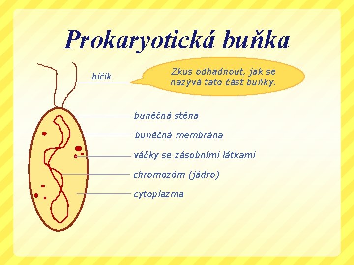 Prokaryotická buňka bičík Zkus odhadnout, jak se nazývá tato část buňky. buněčná stěna buněčná