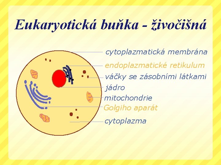 Eukaryotická buňka - živočišná cytoplazmatická membrána endoplazmatické retikulum váčky se zásobními látkami jádro mitochondrie