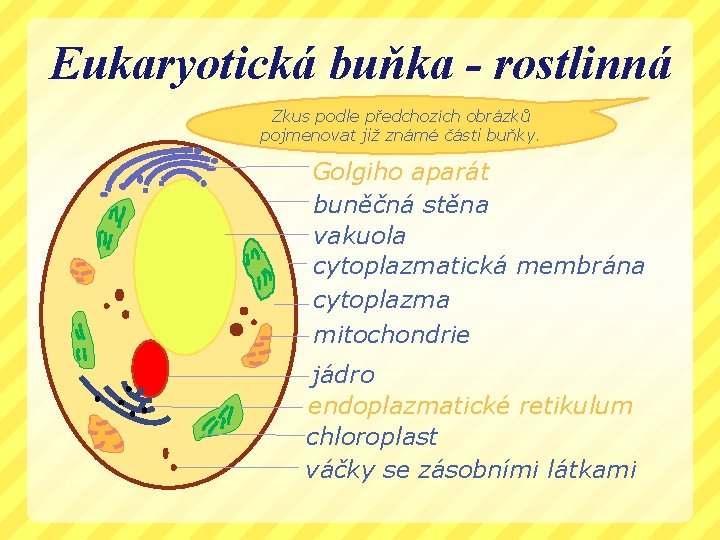 Eukaryotická buňka - rostlinná Zkus podle předchozích obrázků pojmenovat již známé části buňky. Golgiho