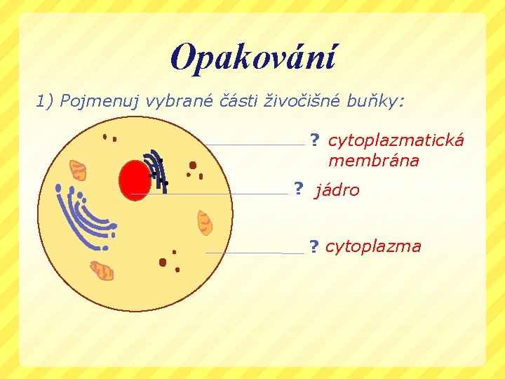 Opakování 1) Pojmenuj vybrané části živočišné buňky: ? cytoplazmatická membrána ? jádro ? cytoplazma