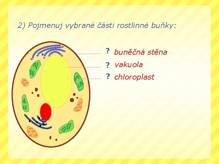 2) Pojmenuj vybrané části rostlinné buňky: ? buněčná stěna ? vakuola ? chloroplast 