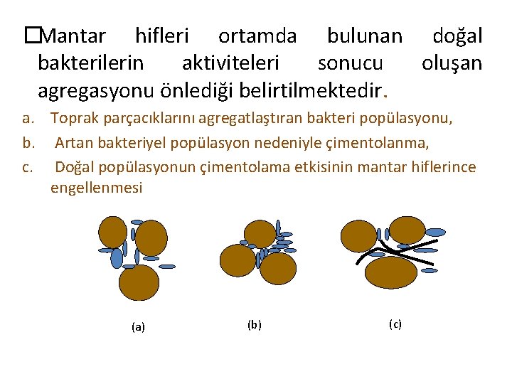 �Mantar hifleri ortamda bulunan doğal bakterilerin aktiviteleri sonucu oluşan agregasyonu önlediği belirtilmektedir. a. Toprak