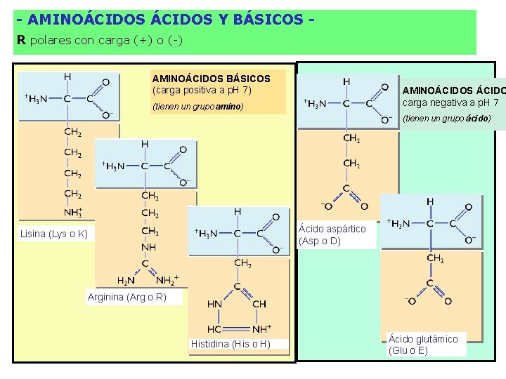 - AMINOÁCIDOS Y BÁSICOS R polares con carga (+) o (-) AMINOÁCIDOS BÁSICOS (carga