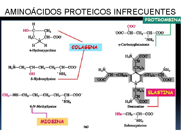 AMINOÁCIDOS PROTEICOS INFRECUENTES 