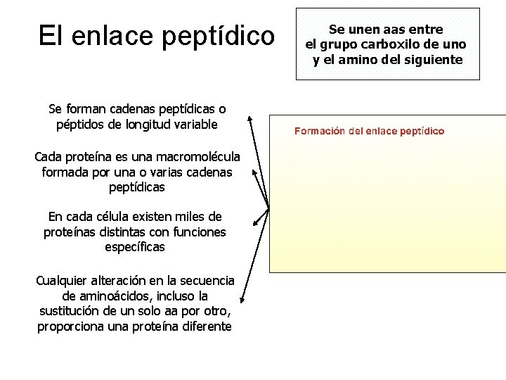 El enlace peptídico Se forman cadenas peptídicas o péptidos de longitud variable Cada proteína