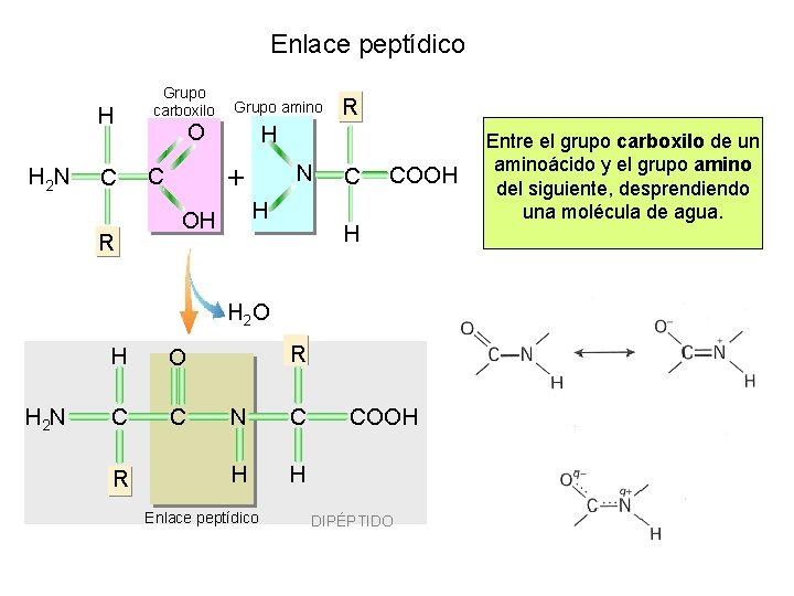 Enlace peptídico H H 2 N C R Grupo carboxilo Grupo amino O H