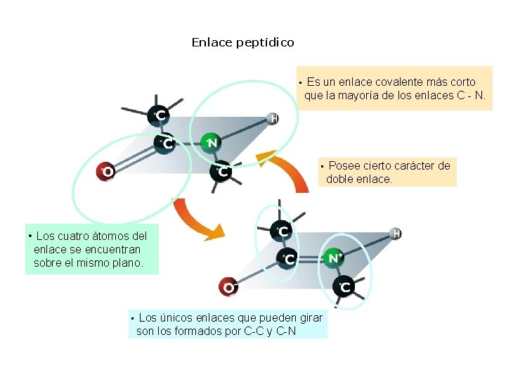 Enlace peptídico • Es un enlace covalente más corto que la mayoría de los