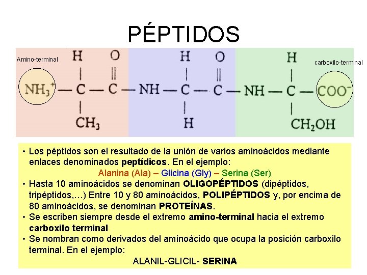 PÉPTIDOS Amino-terminal carboxilo-terminal • Los péptidos son el resultado de la unión de varios