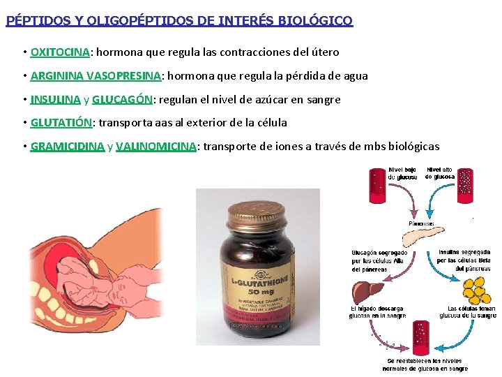 PÉPTIDOS Y OLIGOPÉPTIDOS DE INTERÉS BIOLÓGICO • OXITOCINA: hormona que regula las contracciones del