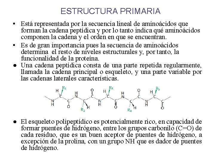 ESTRUCTURA PRIMARIA • Está representada por la secuencia lineal de aminoácidos que forman la