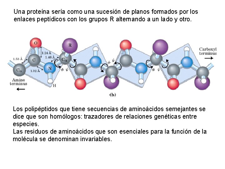 Una proteína sería como una sucesión de planos formados por los enlaces peptídicos con