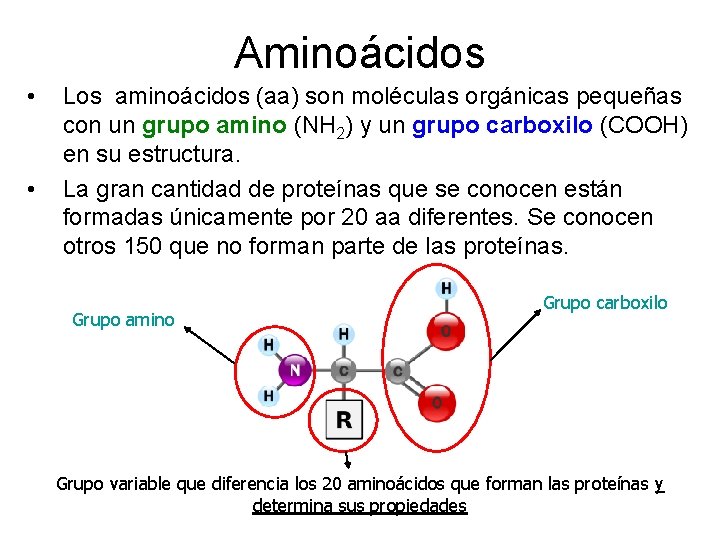 Aminoácidos • • Los aminoácidos (aa) son moléculas orgánicas pequeñas con un grupo amino