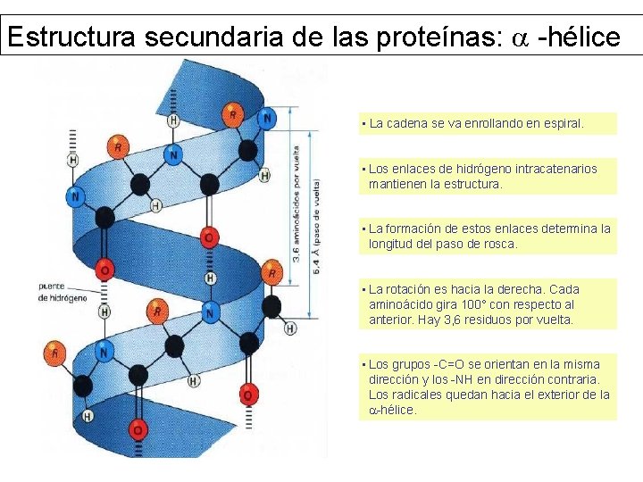 Estructura secundaria de las proteínas: -hélice • La cadena se va enrollando en espiral.