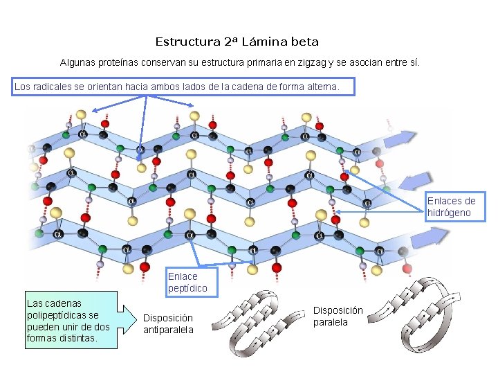 Estructura 2ª Lámina beta Algunas proteínas conservan su estructura primaria en zigzag y se