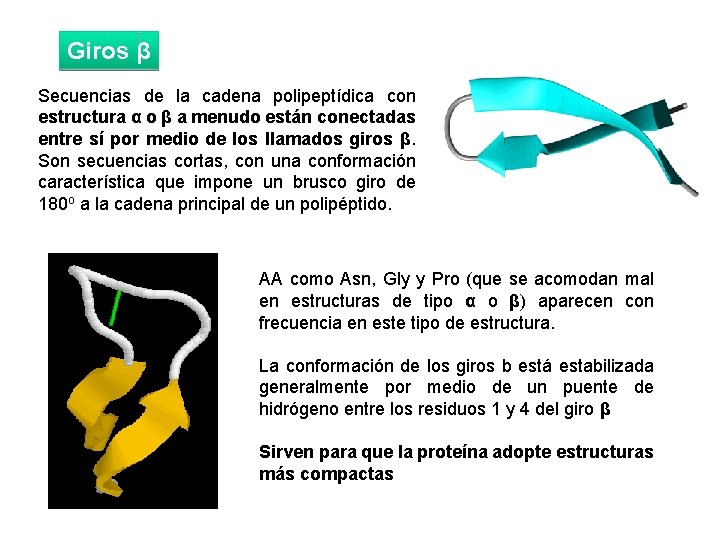 Giros β Secuencias de la cadena polipeptídica con estructura α o β a menudo