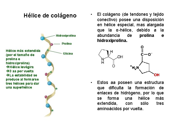 Hélice de colágeno • El colágeno (de tendones y tejido conectivo) posee una disposición