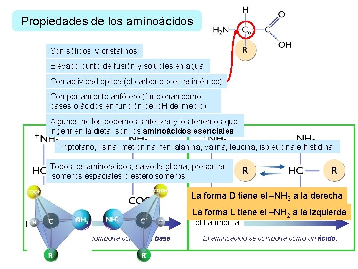 Propiedades de los aminoácidos Son sólidos y cristalinos Elevado punto de fusión y solubles