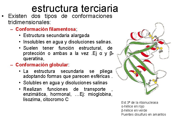 estructura terciaria • Existen dos tipos de conformaciones tridimensionales: – Conformación filamentosa; • Estructura