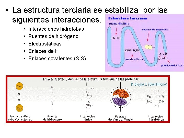  • La estructura terciaria se estabiliza por las siguientes interacciones: • • •