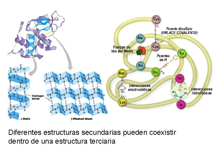 Diferentes estructuras secundarias pueden coexistir dentro de una estructura terciaria 